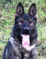 /album/fotogaleria-pripravujeme-mladych/beky-hlava1-jpg/